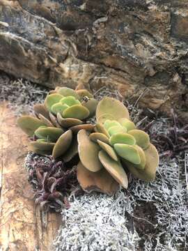 Image of Crassula swaziensis Schönl.