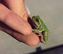 Image of Gray Treefrog