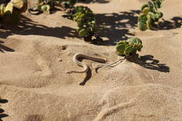 Image of Dwarf Puff Adder