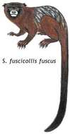 Leontocebus fuscus (Lesson 1840)的圖片