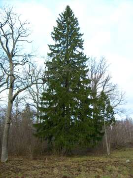 Image of Norway spruce