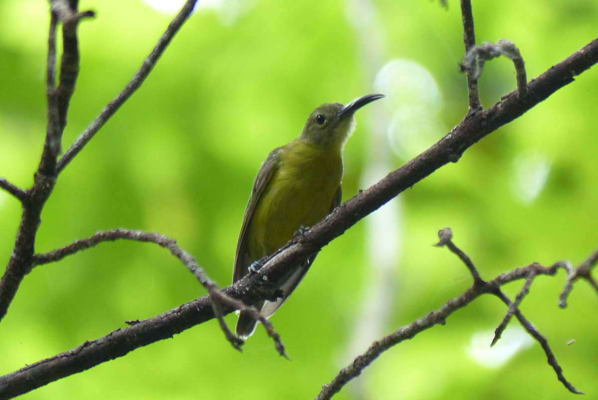 Plancia ëd Toxorhamphus Stresemann 1914