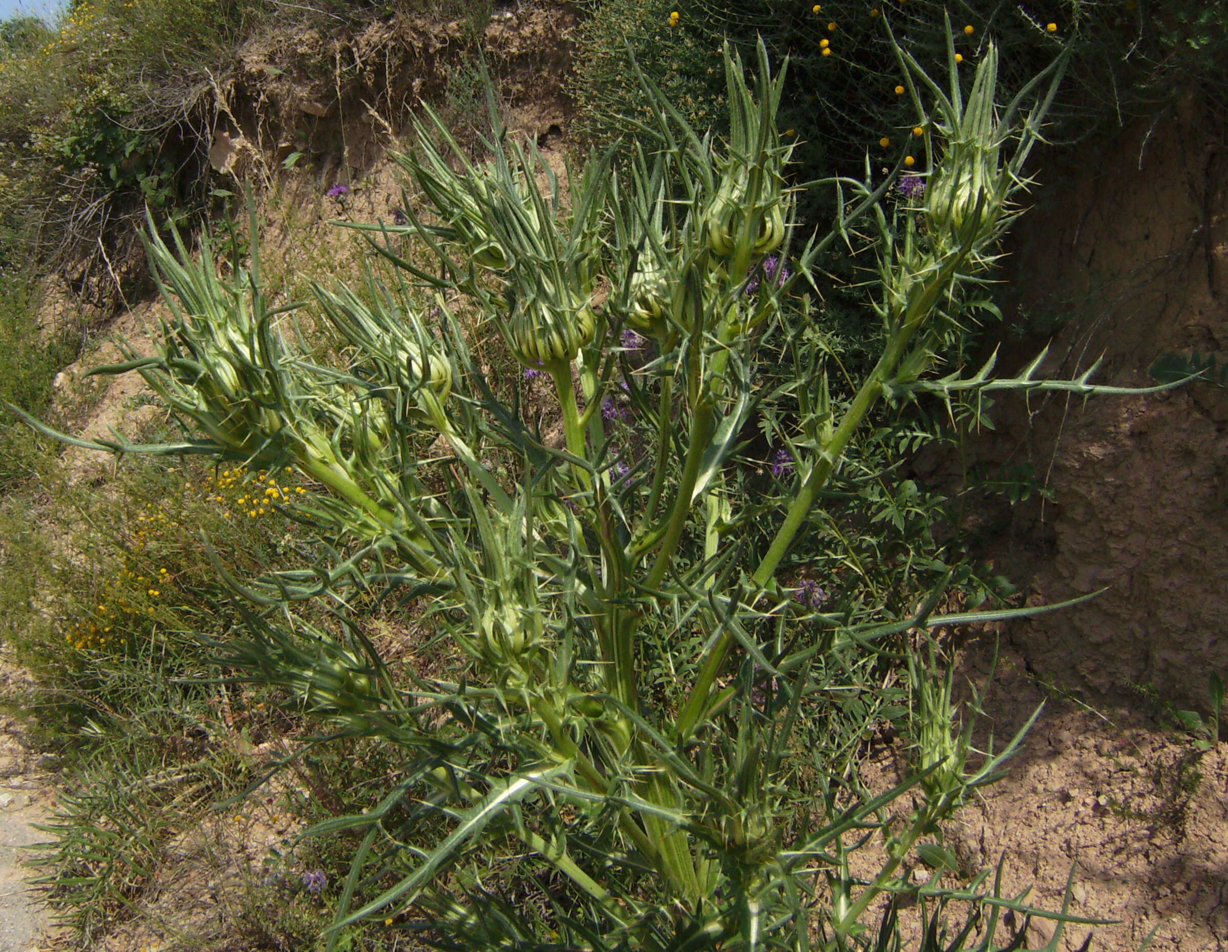 Image of woolly thistle