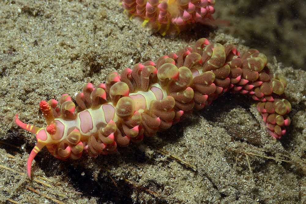 Image of Limenandra barnosii Carmona, Pola, Gosliner & Cervera 2014