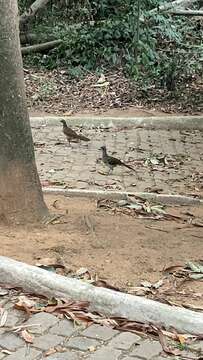 Image of Brazilian Chachalaca