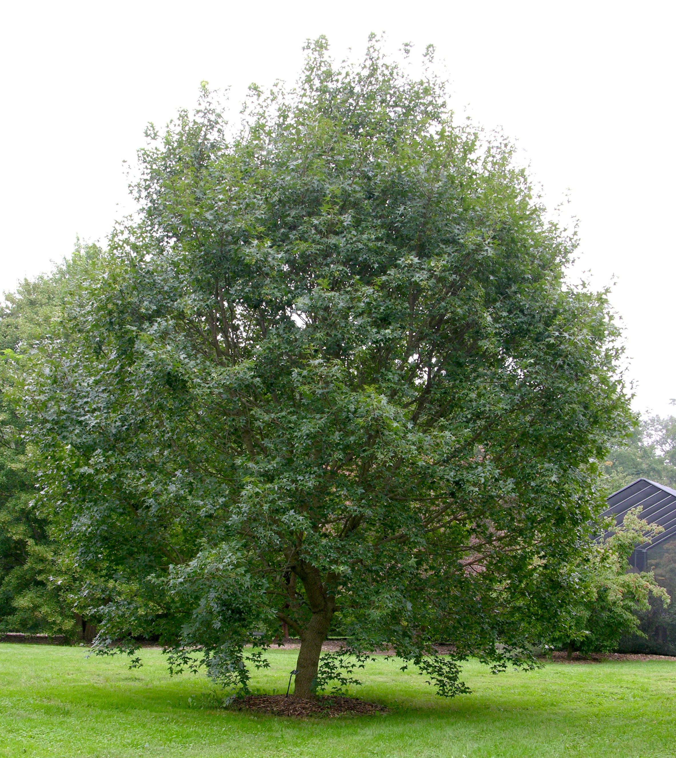 Image of Shandong Maple