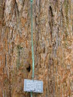 Image of giant sequoia