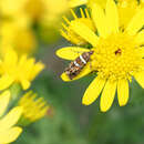 Image of Glyphipterix asteriella Meyrick 1880