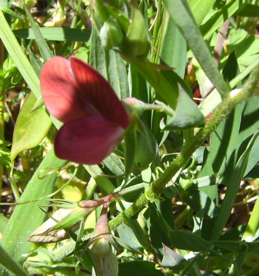 Image of Common Vetch