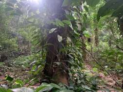 Image of Philodendron oblongum (Vell.) Kunth