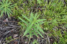 Imagem de <i>Chamaenerion <i>angustifolium</i></i> subsp. angustifolium