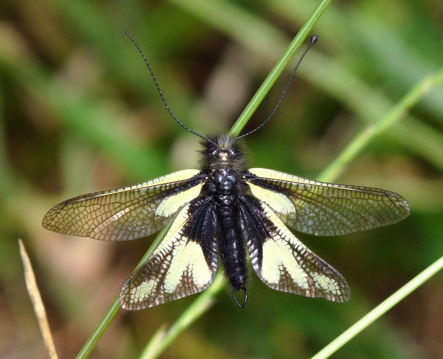 Image of Owly sulphur