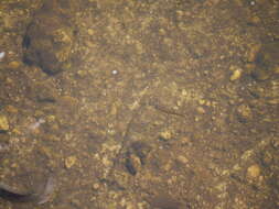 Image of Top minnow