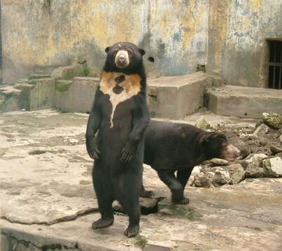 Image of Sun bear