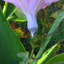 Ipomoea ficifolia Lindl. resmi