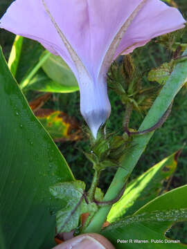 Слика од Ipomoea ficifolia Lindl.