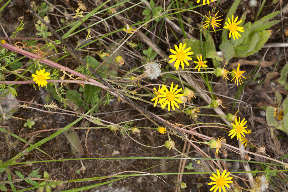 Image of Jacobaea delphiniifolia (Vahl) Pelser & Veldkamp