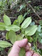 Image de Zanthoxylum punctatum Vahl