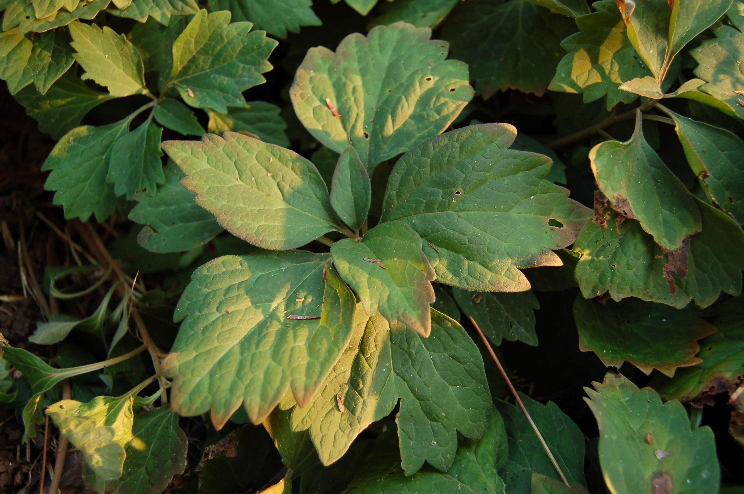 Image of Allegheny-spurge