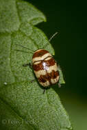 Cryptocephalus trizonatus Suffrian 1852 resmi