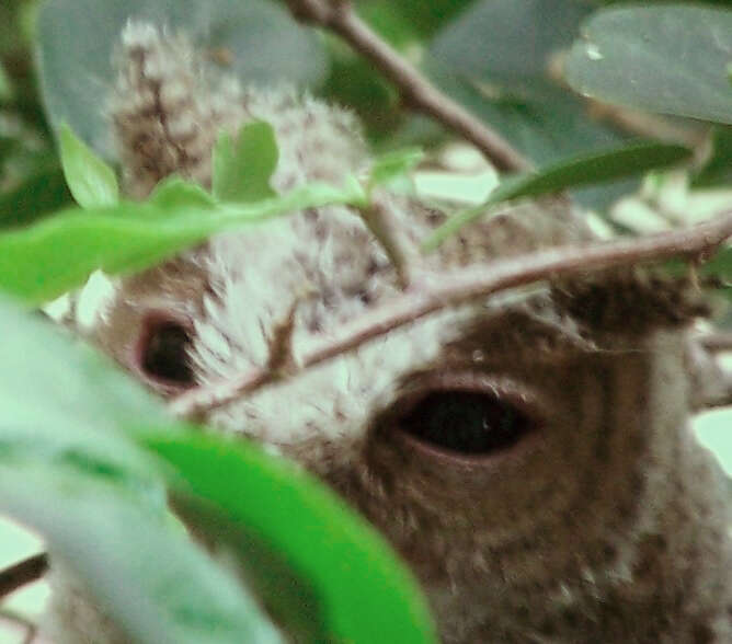 Image of Collared Scops Owl