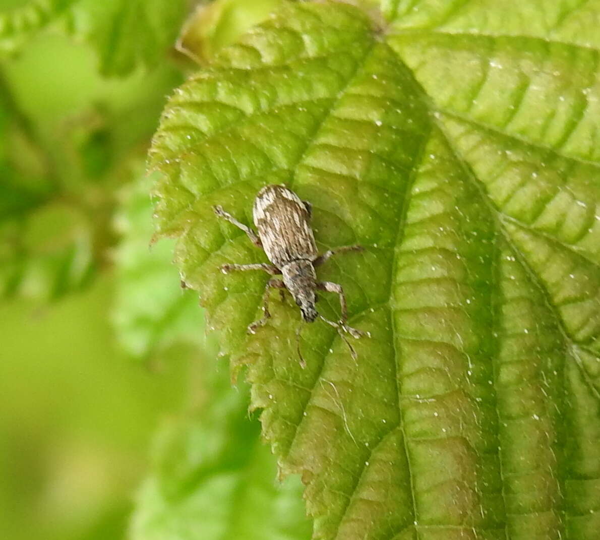 Polydrusus (Polydrusus) tereticollis (De Geer 1775) resmi