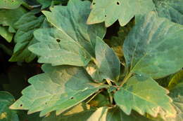 Image of Allegheny-spurge