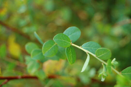 Image of Phyllanthopsis