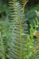 Image of Christmas fern