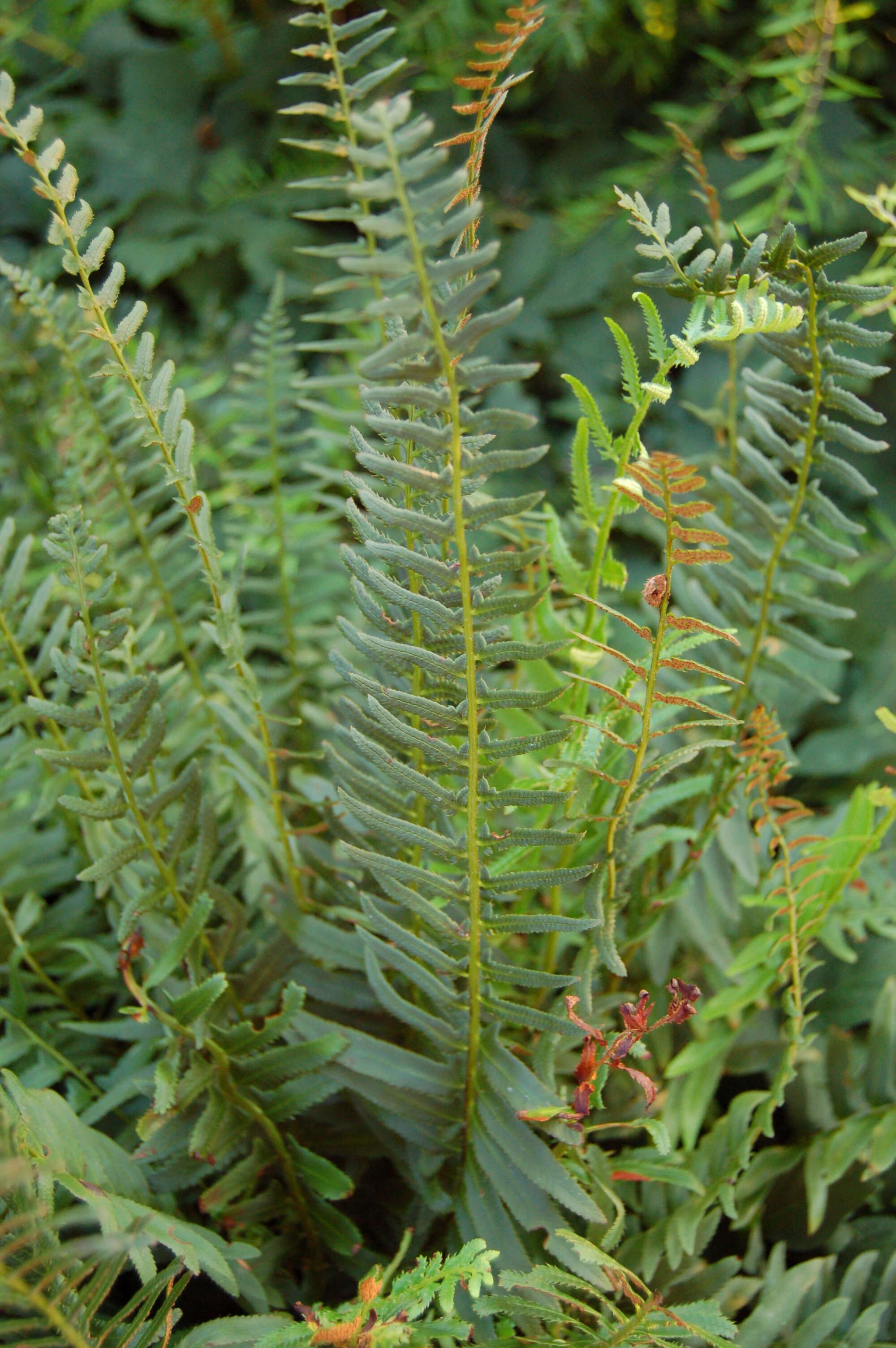 Plancia ëd Polystichum acrostichoides (Michx.) Schott