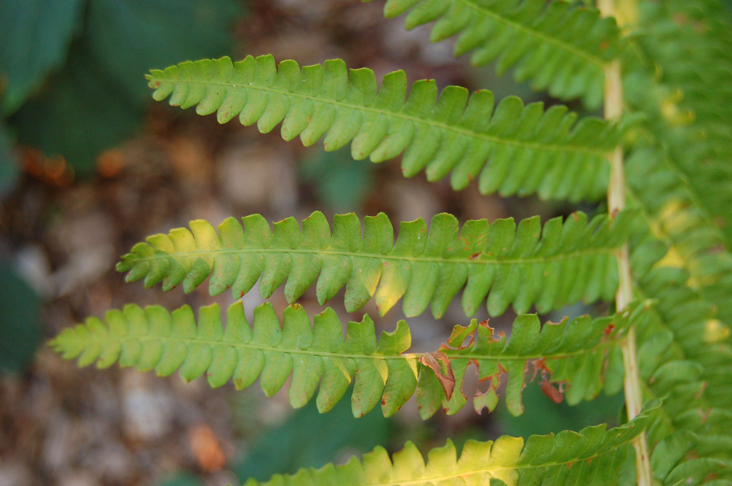 Image of Osmundastrum cinnamomeum Presl