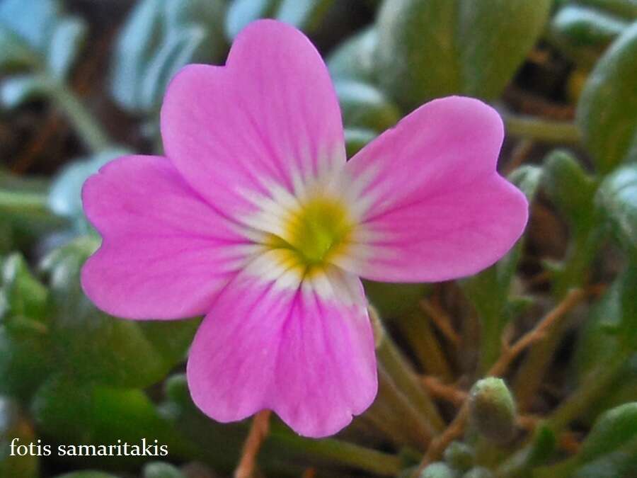 Image de Malcolmia flexuosa (Sm.) Sm.