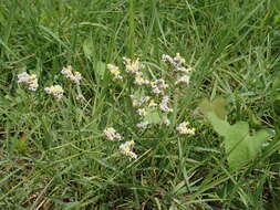 Imagem de Limonium sinense (Girard) Kuntze