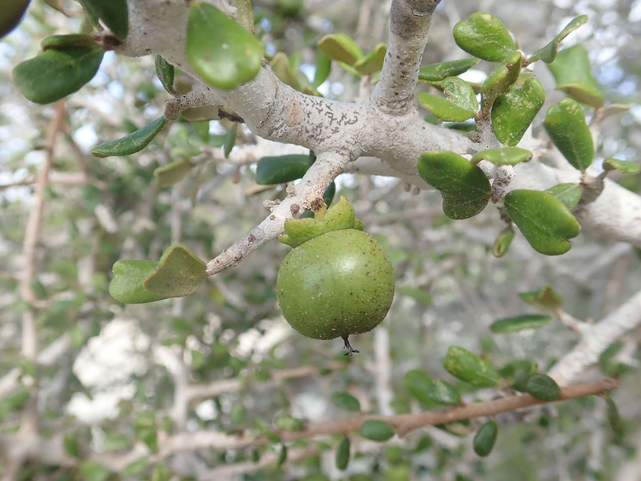 Sivun Diospyros nidiformis G. E. Schatz & Lowry kuva