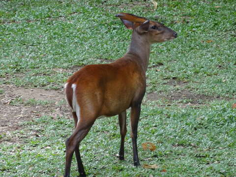 Image of Barking Deer