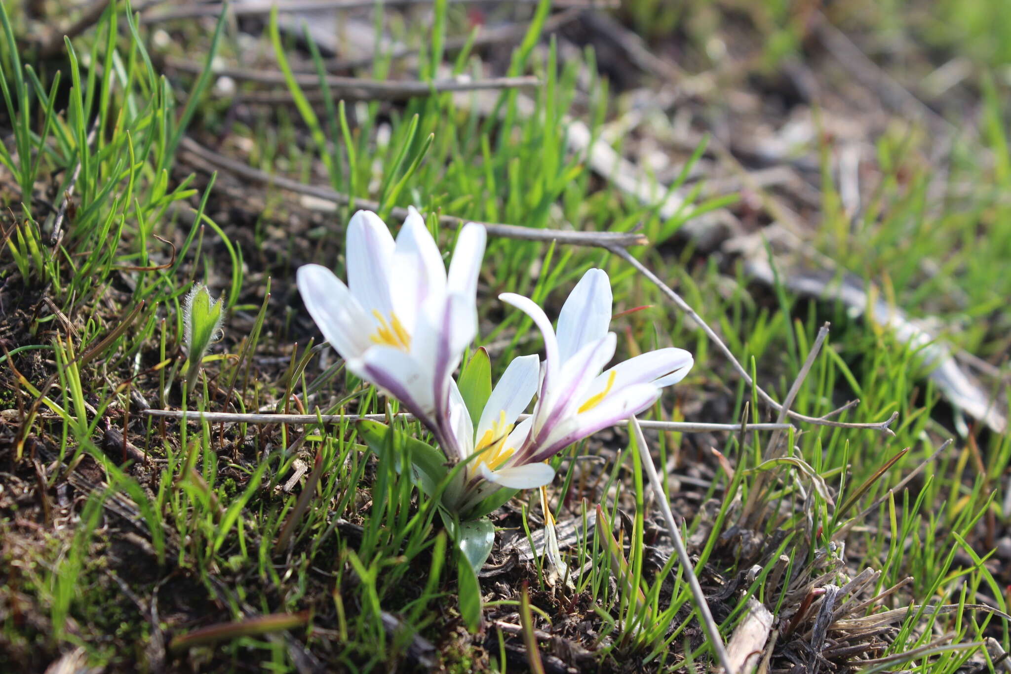 Image of Colchicum kesselringii Regel