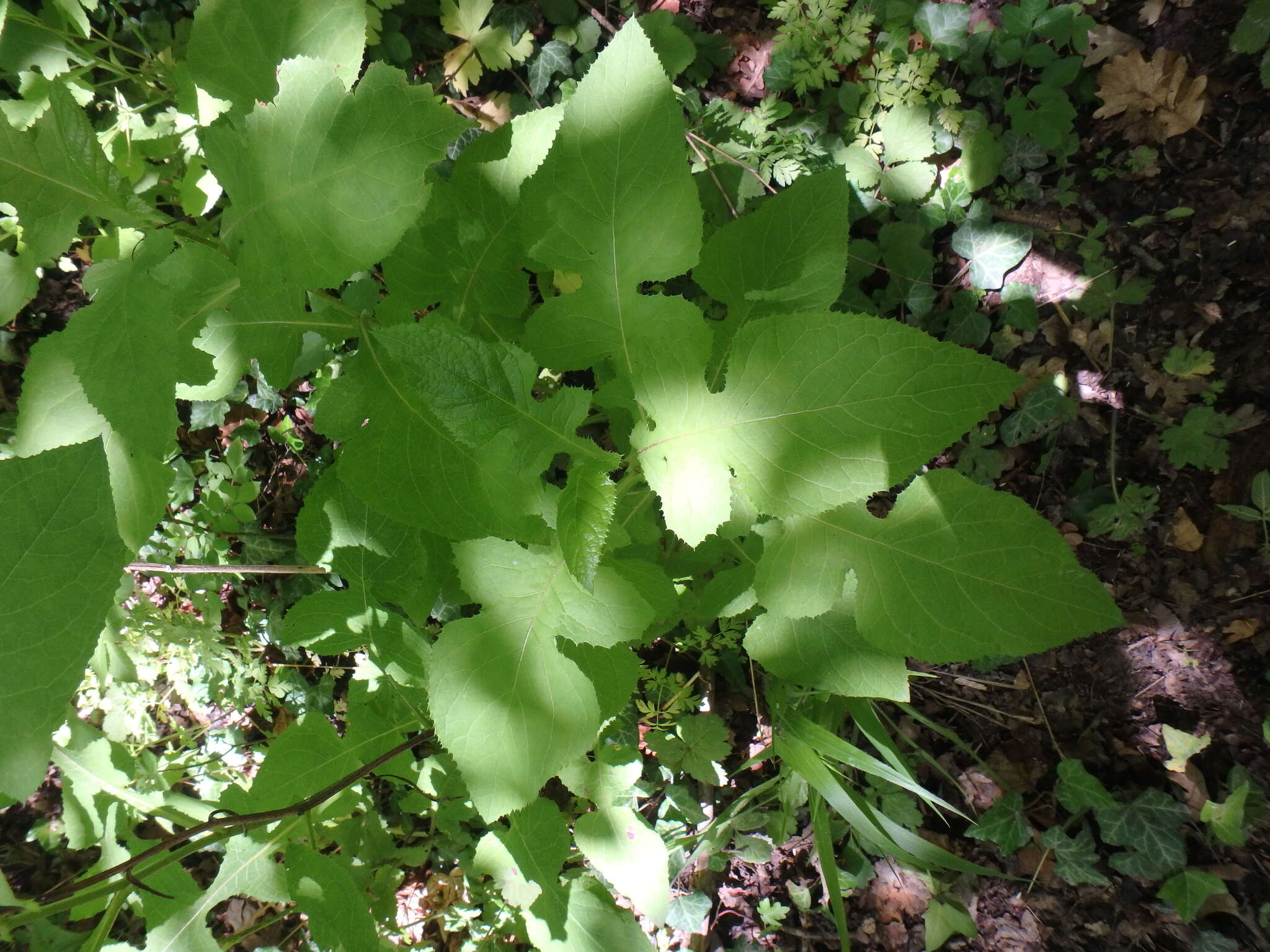 Слика од Cicerbita prenanthoides (M. Bieb.) Beauv.