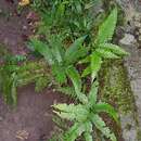 Image of Pteris khasiana subsp. fauriei (Hieron.) Fraser-Jenk.