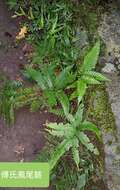 Imagem de Pteris khasiana subsp. fauriei (Hieron.) Fraser-Jenk.