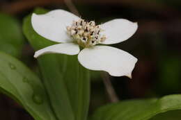 Image de Cornus unalaschkensis Ledeb.