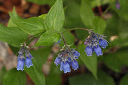 Image of tall bluebells