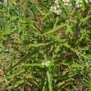 Image of pine barren thoroughwort
