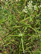 Image of pine barren thoroughwort