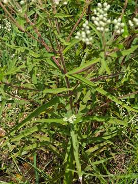 Sivun Eupatorium resinosum Torrey ex DC. kuva