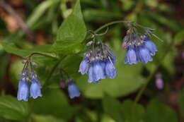 Image of tall bluebells