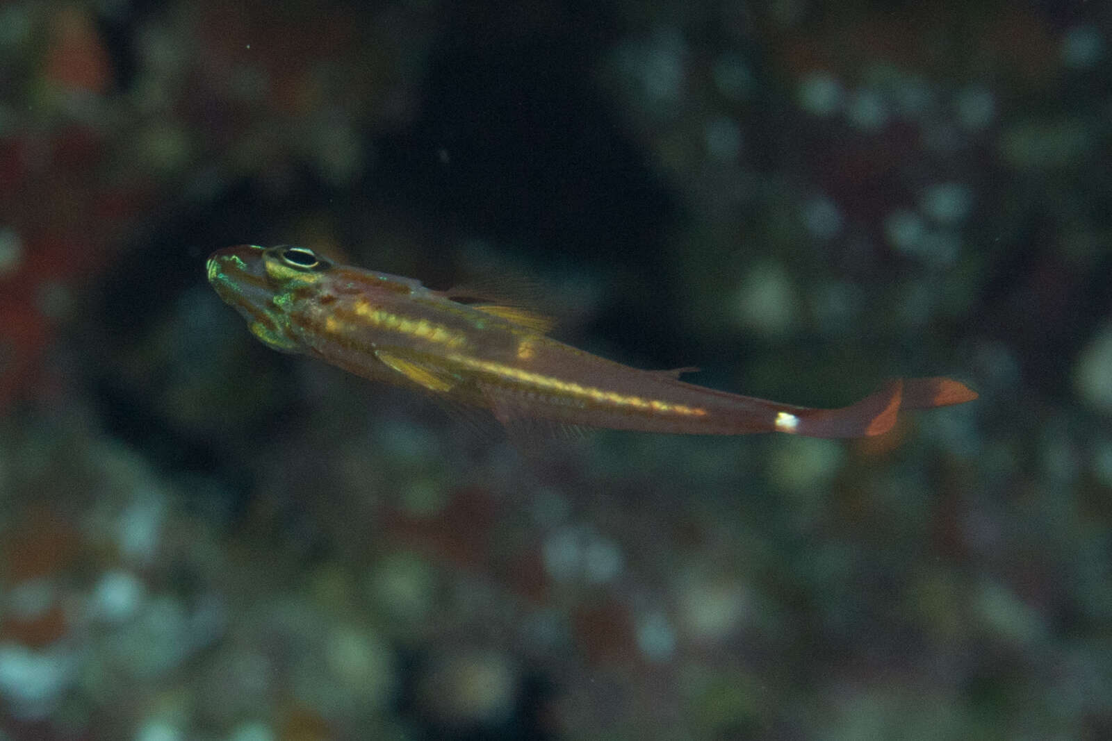 Image of Redspot cardinalfish