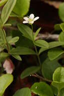 Image of Grove Sandwort