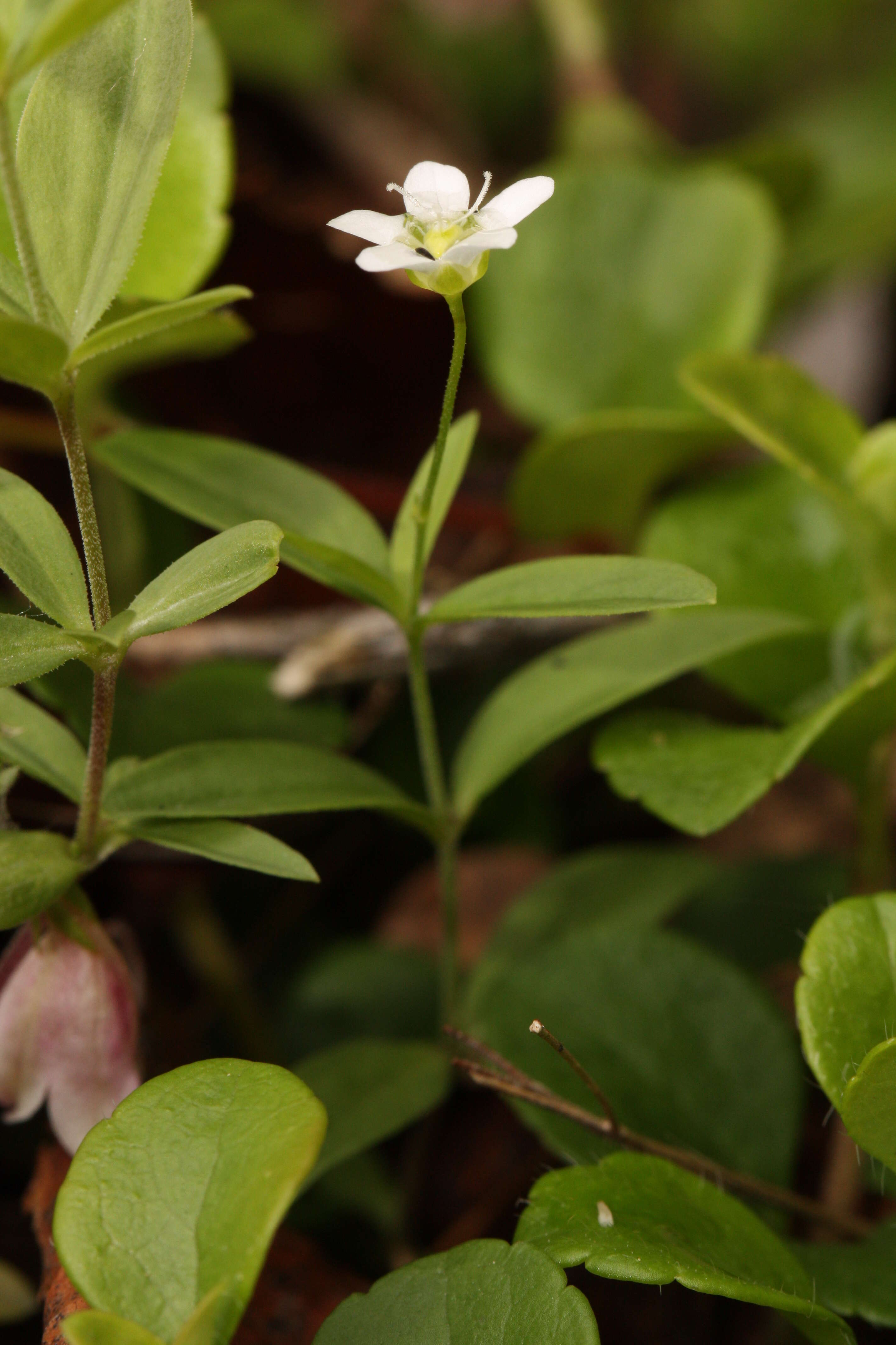 Image of Grove Sandwort