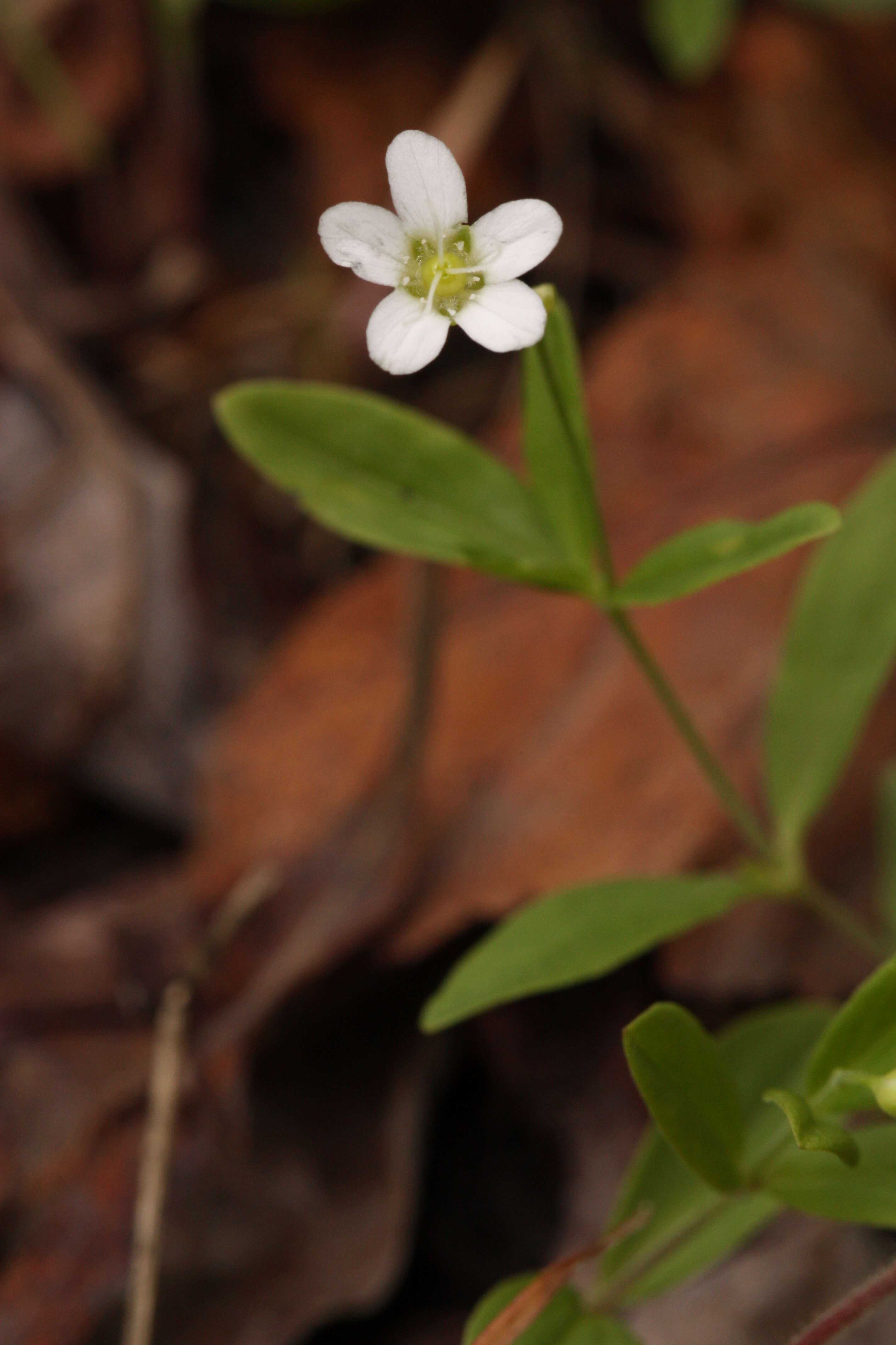 Image of Grove Sandwort