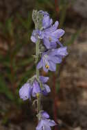 صورة Polemonium acutiflorum Willd. ex Roem. & Schult.